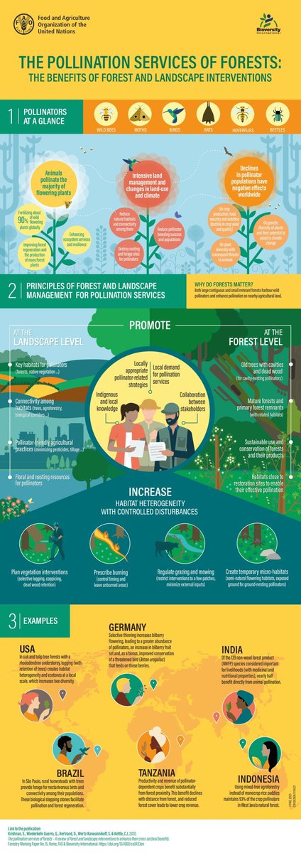 🌳 Forests are nature's pollination powerhouses! 🌻🦋Dive into this illuminating infographic to discover how these green giants provide essential pollination services. Via: @FAO