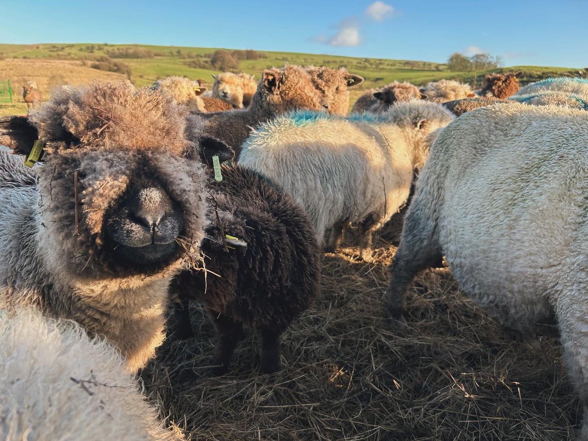 bernardsfarmuk's tweet photo. Thank you to our vets @wmfarmvets for spending the morning with us today completing our Vet Attestation visit &amp; #TBAdvisoryService review 🐑 🐄 

#UplandFarming #SheepAndBeef #Sheep #Cattle #FirstGenerationFarmers #TenantFarmer #Herefords #Sucklers #NativeSheep #NativeCattle https://t.co/ttAR7vH9gJ