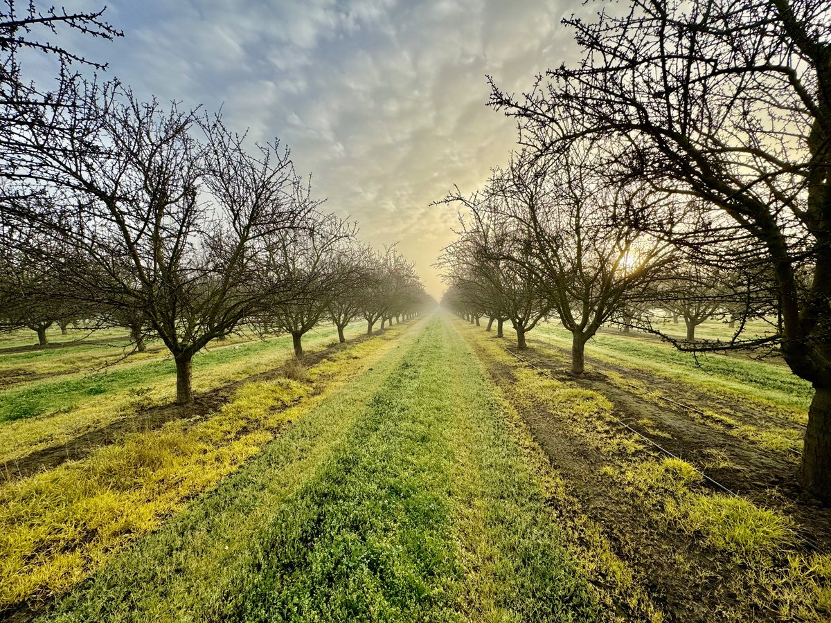 Early and foggy extension work this morning in the Central Valley.