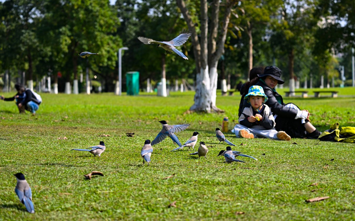 As the warm winter sun shines🌞down on Evergreen Park in #Haikou, the lawn becomes a harmonious #eco-painting as citizens lounge and grey magpies🐦forage for food.

#green #greenlife #nature #naturephotography #views #city #citypark #park #sustainablelife