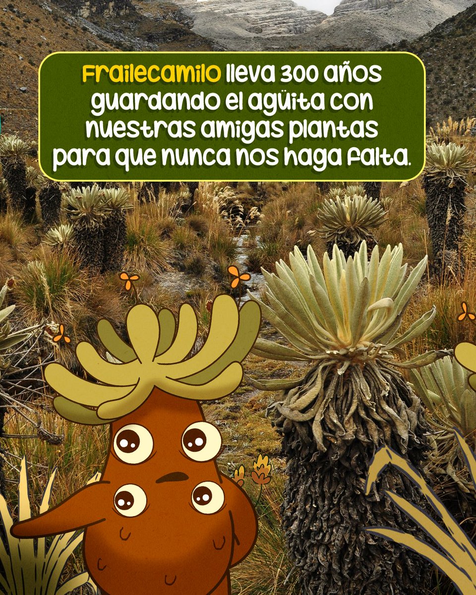Frailejón Ernesto Pérez tweet media
