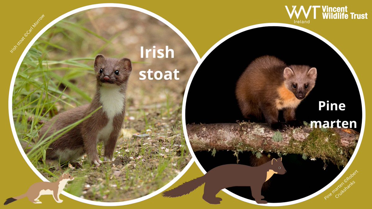 #Irishstoat or #pinemarten?  
- Irish stoats are much smaller than pine martens 
- Irish stoats have a white belly,  pine martens have a yellow-orange 'bib' 
- Irish stoats have a slim tail with a black tip, pine martens have a bushy brown tail