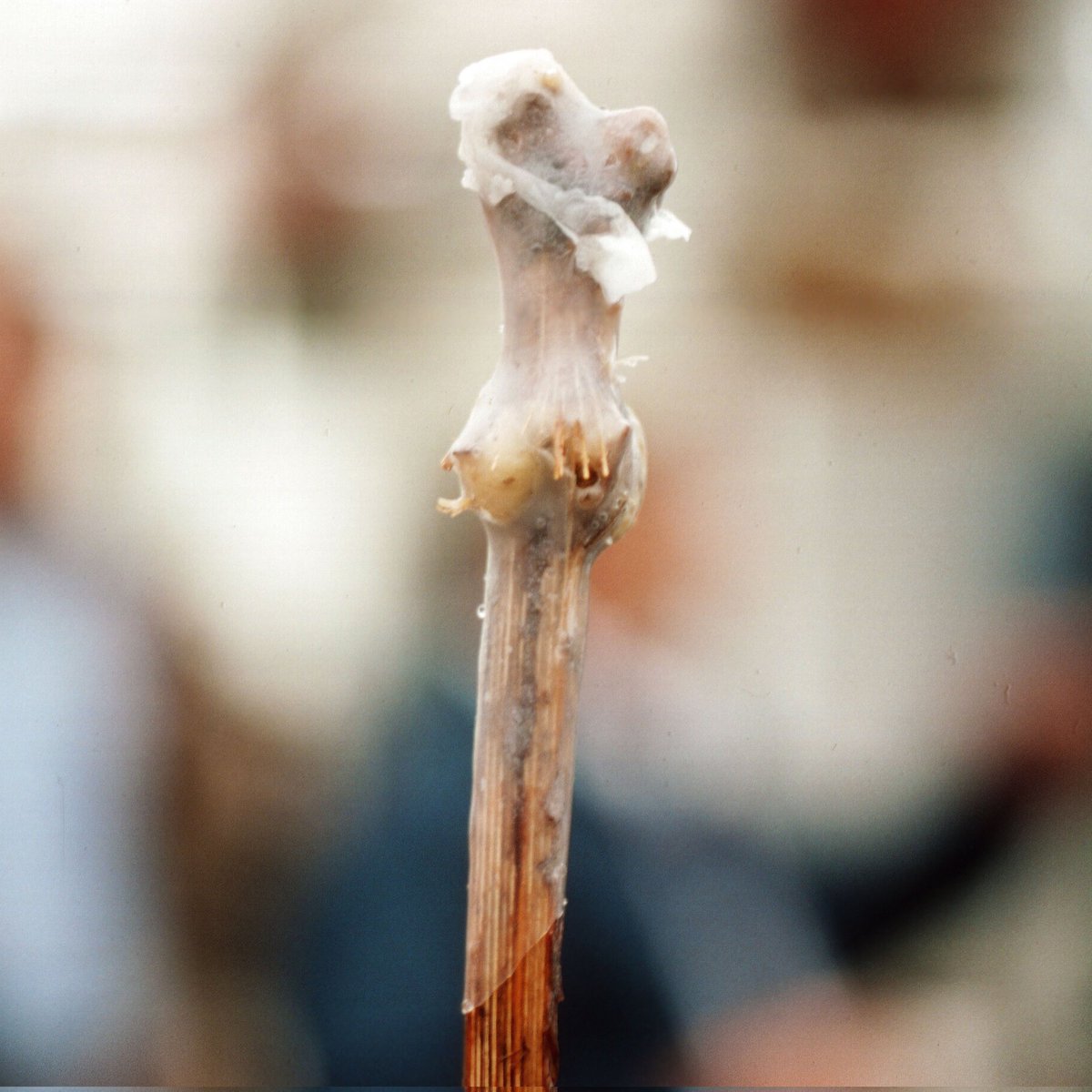 This is the time of year when #grape scion wood gets introduced to rootstock wood. Grapevine nurseries are busy collecting wood & grafting plants for new vineyards. Once callous has formed, graft unions are waxed to protect & retain moisture.  1000's of plants are made in a day