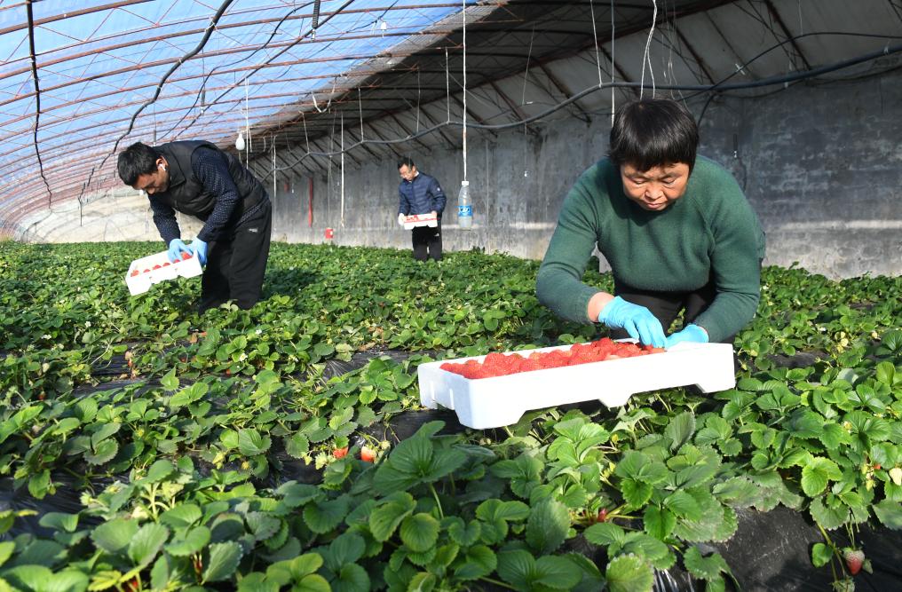 Agricultores colhem morangos em estufa em Pequim

(Créditos: Xinhua/Ren Chao)