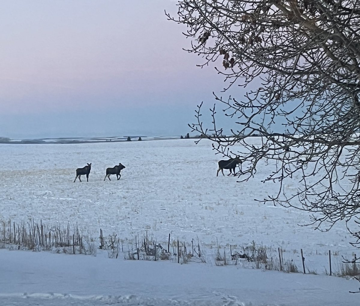 The view from my kitchen window this morning 😍 #moosewatch #hellofriends #countrylife