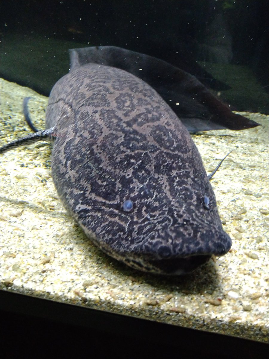 enu_moon's tweet photo. カワセミもカピバラもいるカワスイあまりにも最高だし、個人的今回の推しお魚のプロトプテルス･エチオピクス、おっきくて強そうですき🥰
ゆったり見れて大満足だ〜！
ササスイのゲマズ展示で、スタッフさんが解説してくれたりして有難かった〜！
また機会があれば行きたい！！
#ササスイ #カワスイ https://t.co/zYBlfwNYRc