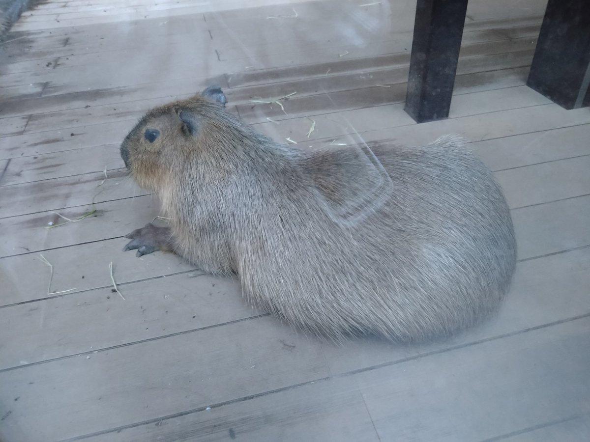 enu_moon's tweet photo. カワセミもカピバラもいるカワスイあまりにも最高だし、個人的今回の推しお魚のプロトプテルス･エチオピクス、おっきくて強そうですき🥰
ゆったり見れて大満足だ〜！
ササスイのゲマズ展示で、スタッフさんが解説してくれたりして有難かった〜！
また機会があれば行きたい！！
#ササスイ #カワスイ https://t.co/zYBlfwNYRc