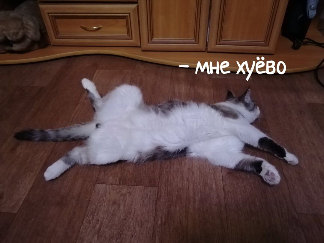 Shan_fav_To's tweet photo. Я сделал этот мем с моим младшим котом года 3 назад и всё ещё считаю, что это охуенно https://t.co/w9ATvu3ef3