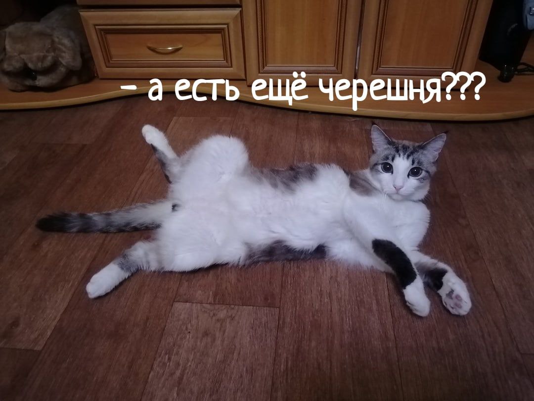 Shan_fav_To's tweet photo. Я сделал этот мем с моим младшим котом года 3 назад и всё ещё считаю, что это охуенно https://t.co/w9ATvu3ef3