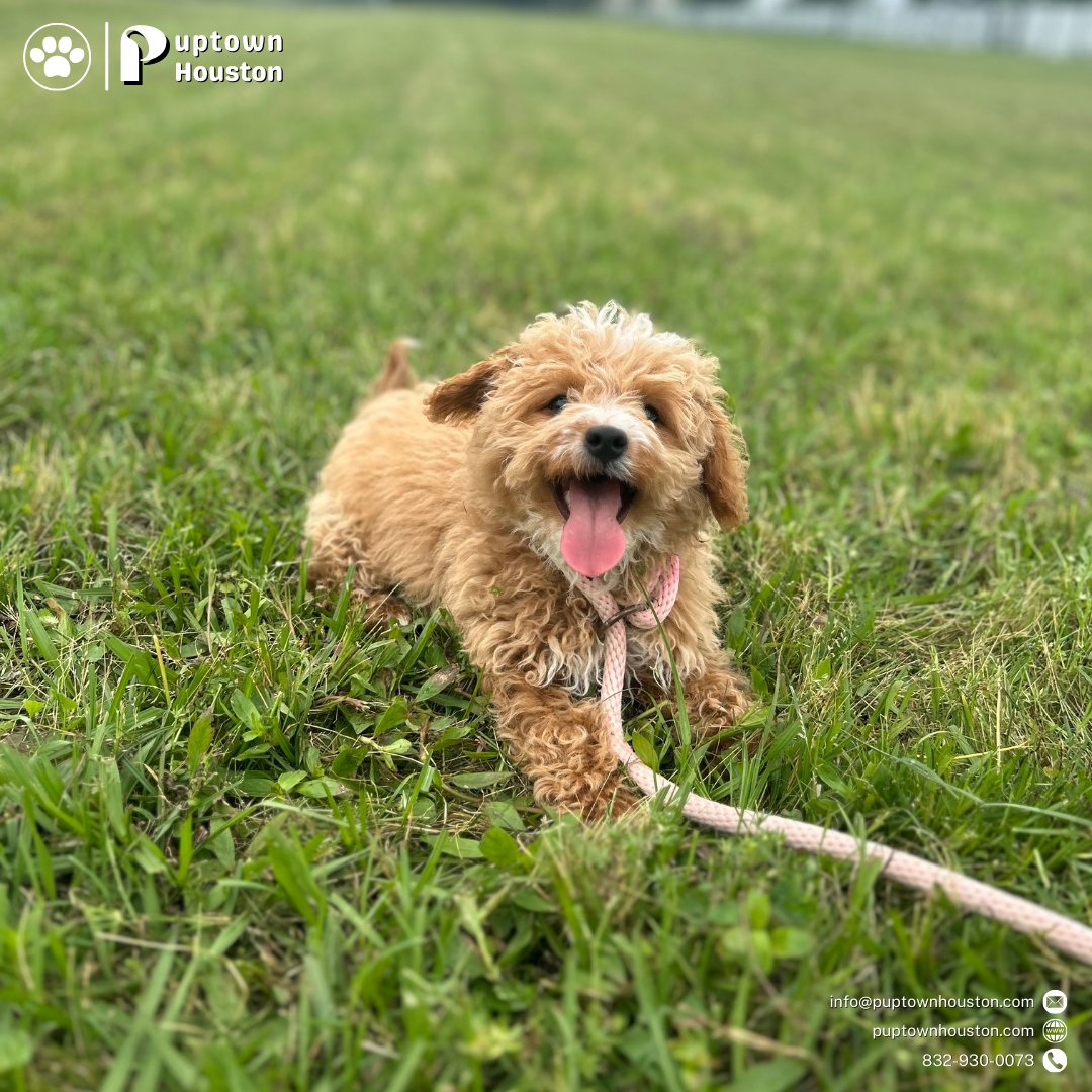 Roman's BEFORE and AFTER. He is still as obedient and cute 🐶

Contact us:
puptownhouston.com
832-930-0073
info@puptownhouston.com

#houstondogs #dogsofhouston #houstondogtraining #houstondogtrainer #dogtraininghouston #dogtraininghoustontx #puppytraininghouston