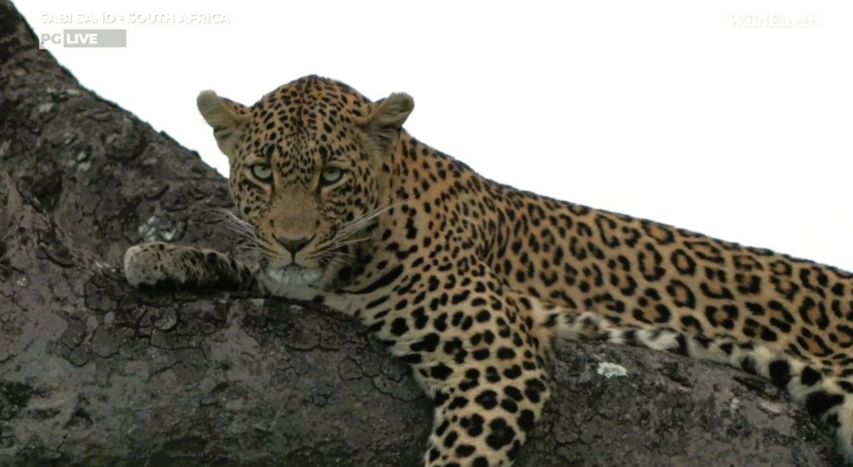 Chemelmar's tweet image. Yes! It's our Rebel #Tlalamba on #wildearth #FelineFriday 🥰