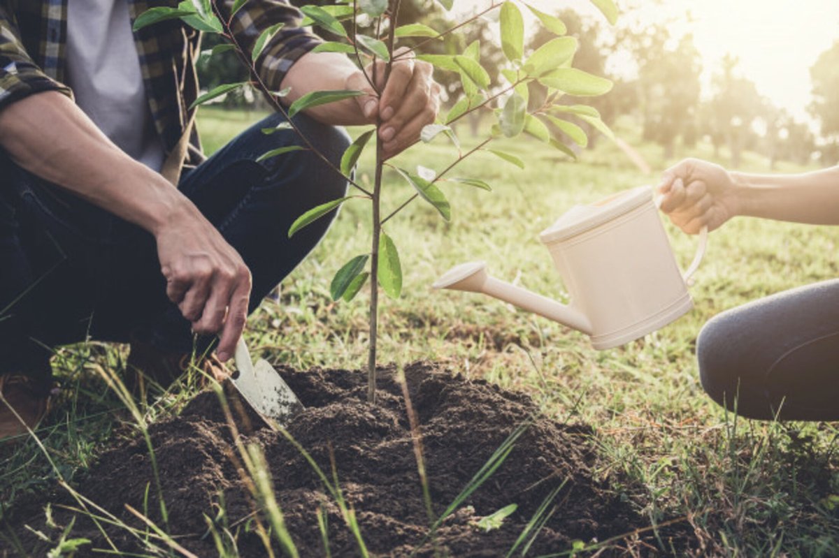 Winactie #inelketuineenboom Natuur voor Elkaar is op zoek naar Overijsselse tuinen met plek voor een boom en geeft 20 prachtexemplaren weg. Past in jouw tuin een boom? Meld je dan snel aan! ow.ly/Szt750QuIeb