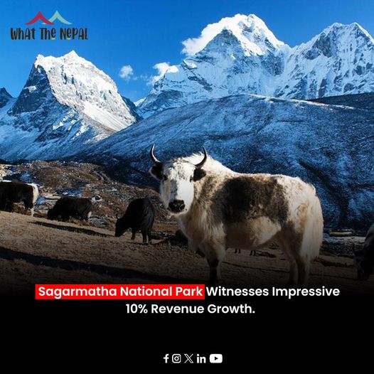 Read More: whatthenepal.com/.../sagarmatha…
#nepal #sagarmatha #everest #sagarmathanationalpark #revenue #growth #forestfodder #himalayangeographic #annapurna #visitnepal #travelnepal #everestbasecamp #highaltitude #discovernepal #nepalisbeautiful #whatthenepal
