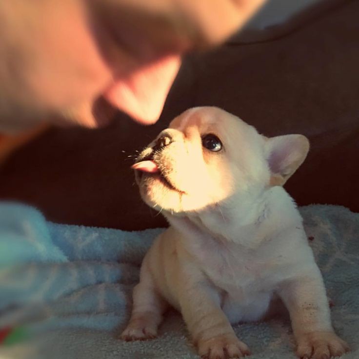 Thefrenchiegang's tweet photo. Great photograph...... 🥰🥰🥰
.
.
.
.
#frenchies #frenchiehome #ilovemyfrenchie #frenchielover #frenchieworld #frenchiemoments #frenchiepuppy #dailyfrenchie #frenchiemom #frenchbulldog #frenchbulldoglover #frenchbulldogworld #theworldoffrenchbulldog #frenchieforever https://t.co/Qak1W8tEp1