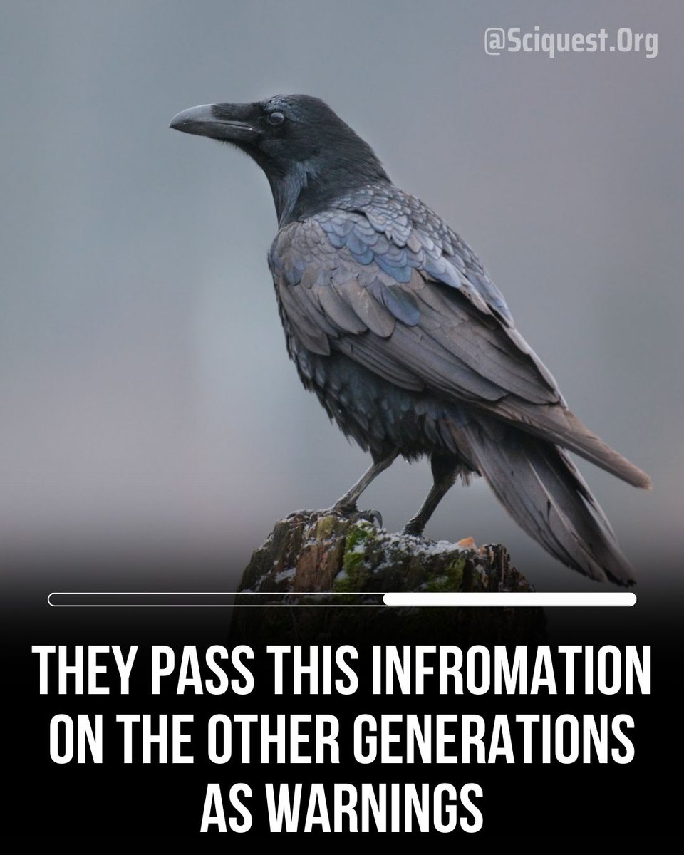 Study finds crows can recognize faces and remember Personalities.
#crows #birds #factsdaily #intelligent #virals #sciquestorg