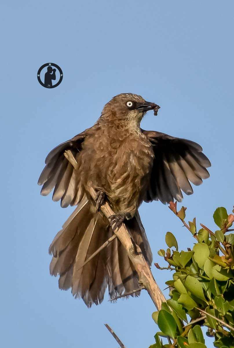 Black-lored Babbler - Turdoides sharpei 

Olpejeta Conservancy,Laikipia County,Kenya.

#martowanjohiphotography #birdwatching254 #birdsplanet #olpejetaconservancy #babblers #BirdsSeenIn2024 #britnatureguide #TwitterNatureCommunity #nikon #+ #bdasafaris