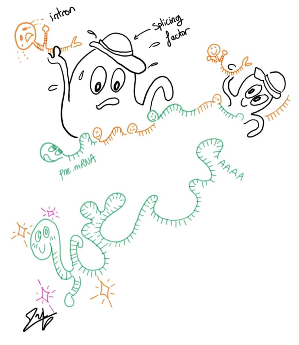 BCI RNA HUB tweet media