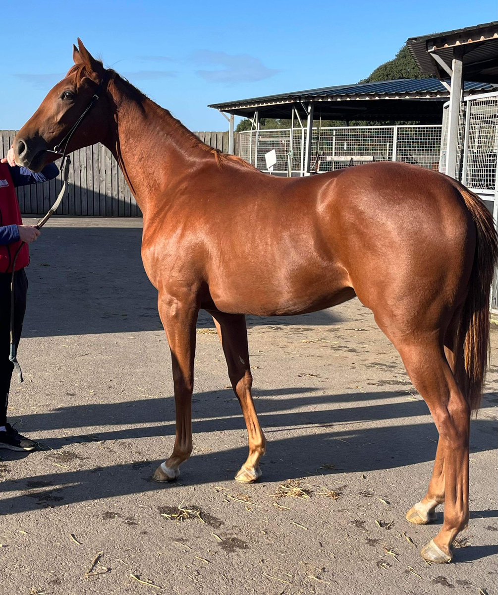 Still a couple of shares available in 2yo filly Percy’s Daydream the daughter of Derby winner Sir Percy. In training with @omeararacing and 100% @GB_Bonus eligible. £975 for 2% including full ownership and training fees through to October 2024.