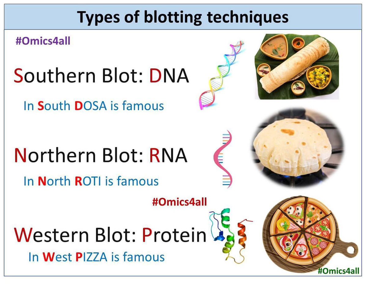 Ale_Raza6's tweet image. 𝗧𝘆𝗽𝗲𝘀 𝗼𝗳 𝗯𝗹𝗼𝘁𝘁𝗶𝗻𝗴 𝘁𝗲𝗰𝗵𝗻𝗶𝗾𝘂𝗲𝘀 😂😀

#SouthernBlot 🫔🌮
#NorthernBlot 🥙🫓
#WesternBlot 🍕

#DNA #RNA #Protein @BetterBlotting @DNA_RNA_Uni @FunScienceUK @FunSciencee @MolecularOmics @funnyscience