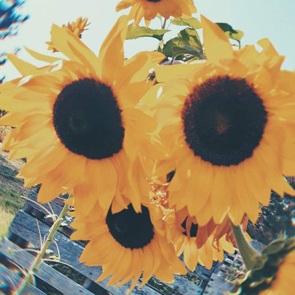 __SunflowerBoi_'s tweet photo. 🌻 25

🌻 Flip

🌻 Sunflower Boi

🌻 He/Him

♡ &amp; ↺ to be Moots

#ageretwt &amp; #petretwt https://t.co/MgDzhRu2l1