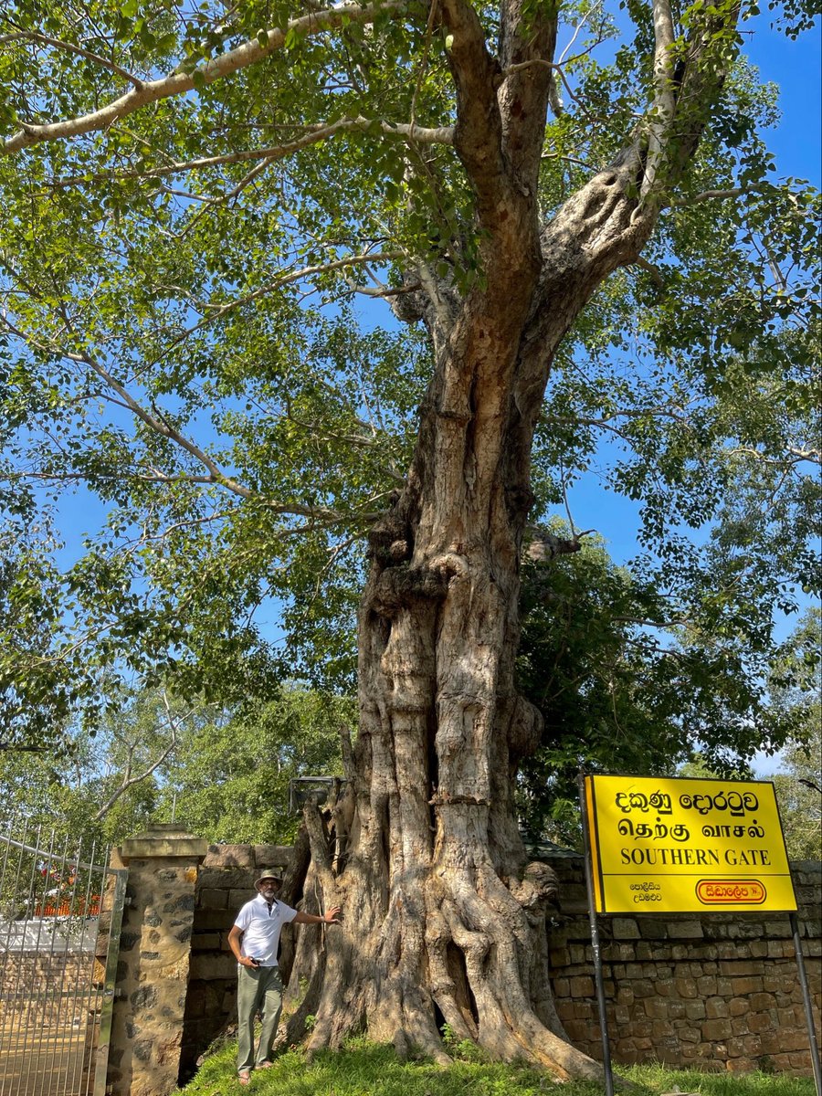 uday32008293's tweet image. A beautiful Peepal at Anuradhapura Sri Lanka.. part of the UNESCO World Heritage Site - Jay Sri Maha Bodhi Tree. Many such trees were planted to protect the 2330 yr old tree from storms. For more such stories follow #TheBigTreeQuest by @vata_foundation