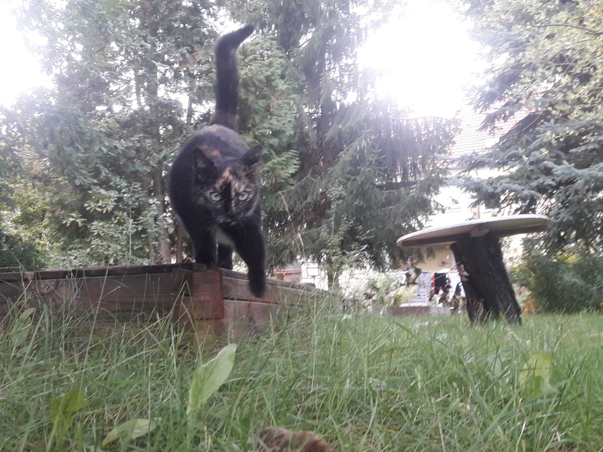 doe_33hodge33's tweet photo. ...😅
...around here,we have a luna too🤗

#explorercat https://t.co/MzWgJlT3eJ