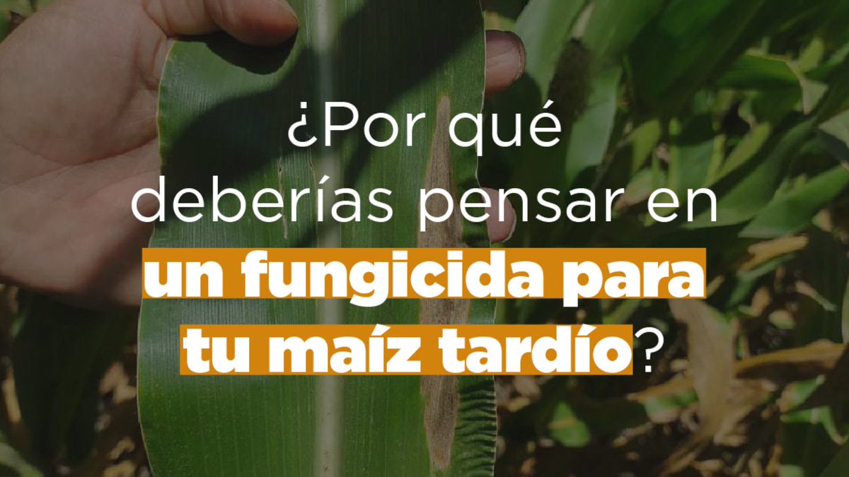 aapresid's tweet photo. 🧵HILO -  Paper de nuestra Red de Maíz Tardío en la European Journal of Agronomy🗞️ 

Entrando en una etapa crítica para prevenir enfermedades en maíces tardíos, su trabajo muestra el impacto positivo del uso de #fungicidas sobre este cultivo 👇🏼 https://t.co/7fjztfjK8g