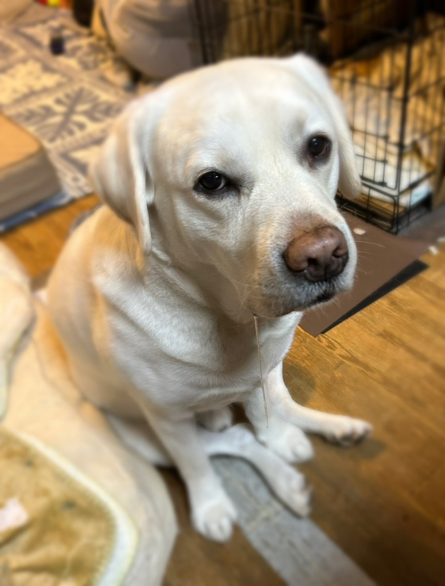 k62332957's tweet photo. ヨダレ長すぎるシリーズ🤤

#犬のいる暮らし  #犬　
#犬好きさんとつながりたい https://t.co/S2OlEdT1Ak
