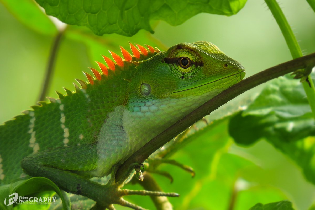 faris_amanullah's tweet image. Common Garden Lizard...
Location : Sammanthurai, Sri Lanka
Device : Canon SX 50 HS
FA Photography - ©Faris Amanullah
#Faphotography #Globalnet #Fagallery #FarisAmanullah #Kattankudy #srilanka #travel #Batticaloa #batti #nature #srilankatrav #green #wildlife #lizard
