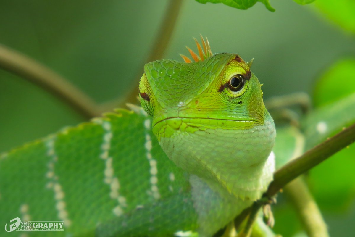 faris_amanullah's tweet image. Common Garden Lizard...
Location : Sammanthurai, Sri Lanka
Device : Canon SX 50 HS
FA Photography - ©Faris Amanullah
#Faphotography #Globalnet #Fagallery #FarisAmanullah #Kattankudy #srilanka #travel #Batticaloa #batti #nature #srilankatrav #green #wildlife #lizard