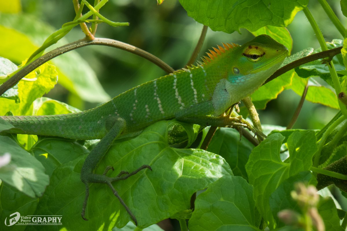 faris_amanullah's tweet image. Common Garden Lizard...
Location : Sammanthurai, Sri Lanka
Device : Canon SX 50 HS
FA Photography - ©Faris Amanullah
#Faphotography #Globalnet #Fagallery #FarisAmanullah #Kattankudy #srilanka #travel #Batticaloa #batti #nature #srilankatrav #green #wildlife #lizard