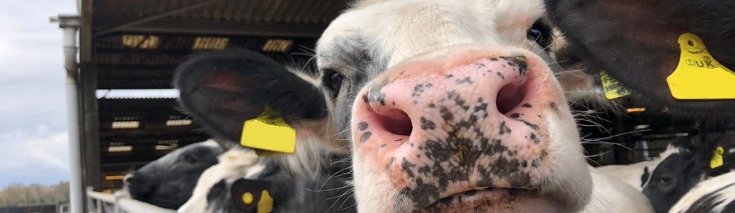 🐮 Moo Insight Friday 🐮

🔍 Cows have a magnetic sense!

Studies suggest that cows tend to align themselves with the Earth's magnetic field when resting or grazing. It's like having an internal compass. 🌍🐮

#MagneticCows🌌