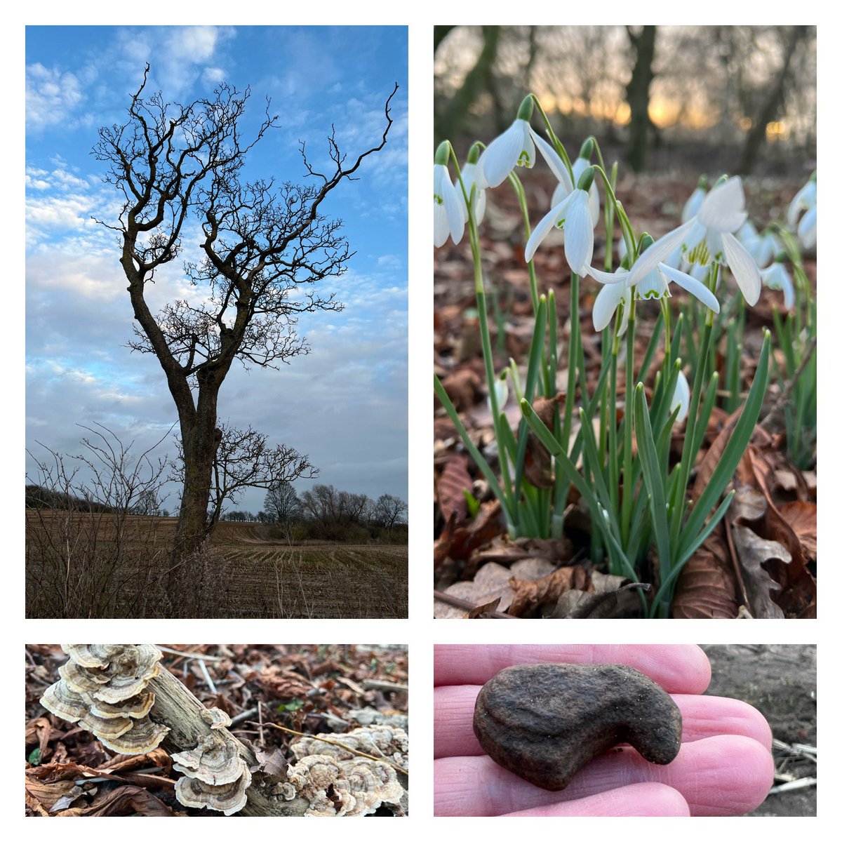 jolivsey's tweet photo. @Naturalcalendar A super idea. It’s still dark (at the moment) before I start work but I am trying to get out every afternoon and take some photos of things I notice on my #WalkAfterWork https://t.co/apBcE4AQme