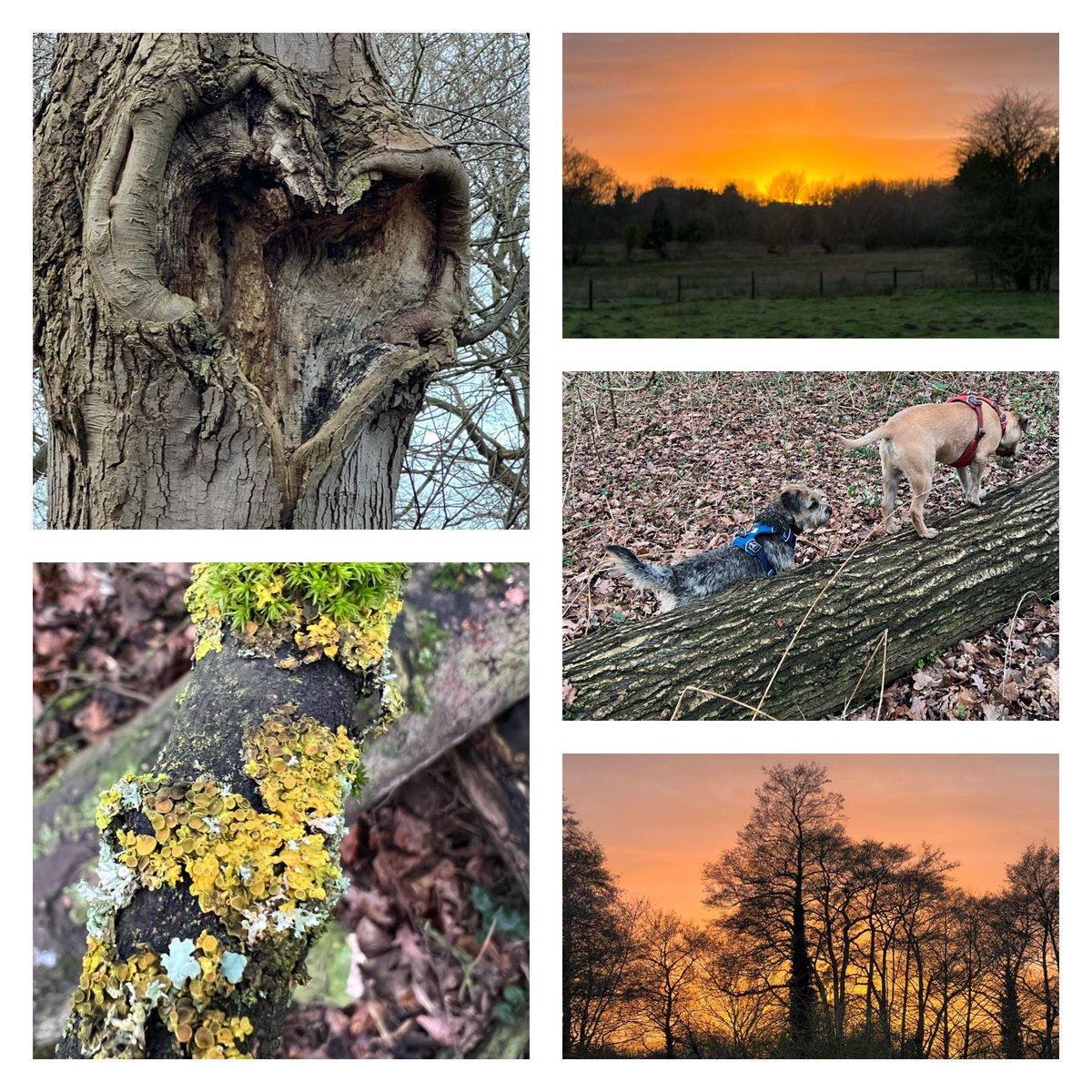 jolivsey's tweet photo. @Naturalcalendar A super idea. It’s still dark (at the moment) before I start work but I am trying to get out every afternoon and take some photos of things I notice on my #WalkAfterWork https://t.co/apBcE4AQme