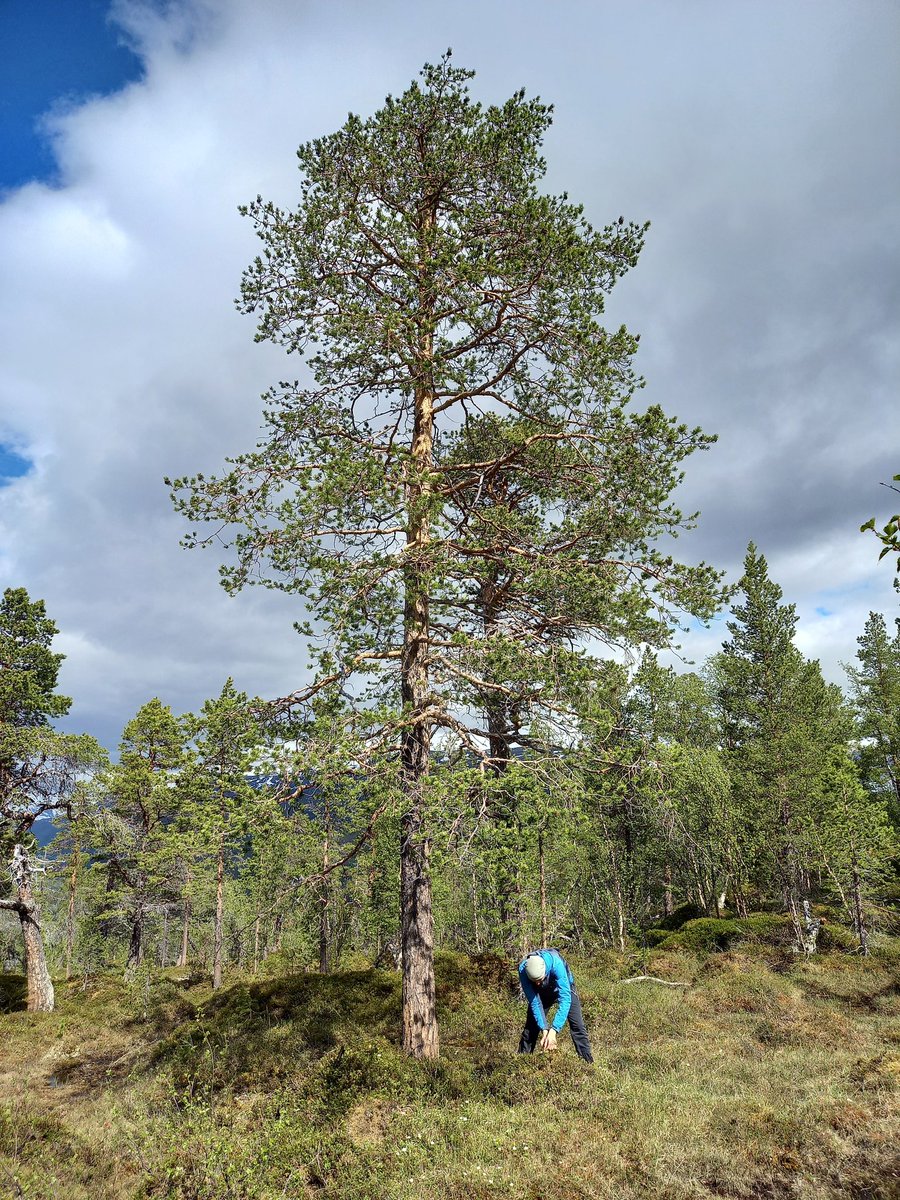 Jelena Lange tweet media