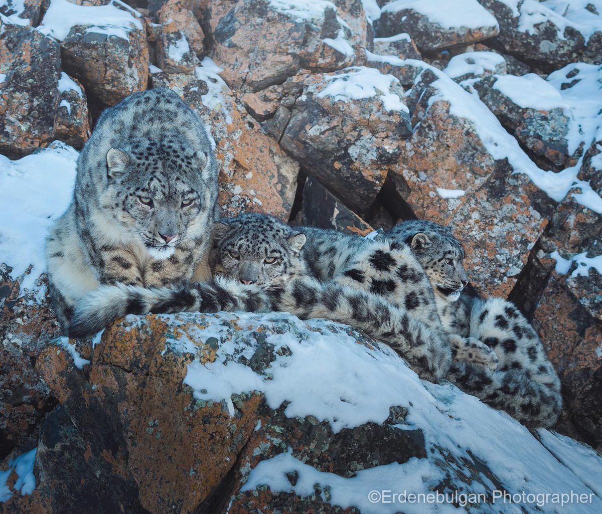 Photographer Эрдэнэбулган:

Мөрөөдөж явсан зургаа авлаа.
Өнгөрсөн жилийн турш 3 аялал 20 гаруй хоног ууланд  зарцуулаад авч чадаагүй ирвэсийн зургаа сүүлийнхээ аялалаар Алтайн сүрлэг ууланд амжилттай авав. Цас орсон байсан нь аз болж мөр мөшгих байдлаар өндөр уулын эгц хаднаас