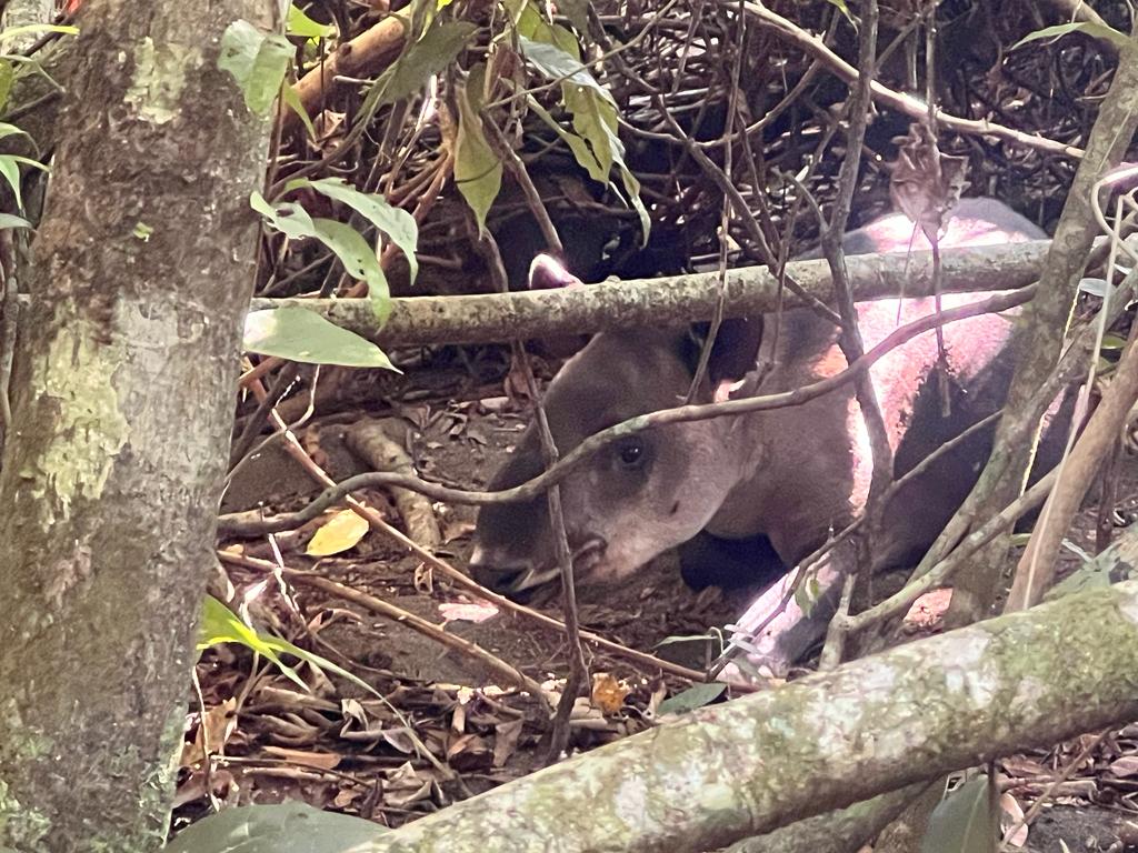 larutadelclima's tweet photo. Dear @Partiet greetings from #CostaRica 
Nature has no room for fossil fuels exploration! 
Why is #Norway  facilitating Oil &amp; Gas exploration in Costa Rica?‼️🫠
Help us protect the planet and stop this madness. 
No more government support for this! 
https://t.co/cn0jx9ogMN https://t.co/d8l7MUFfuq