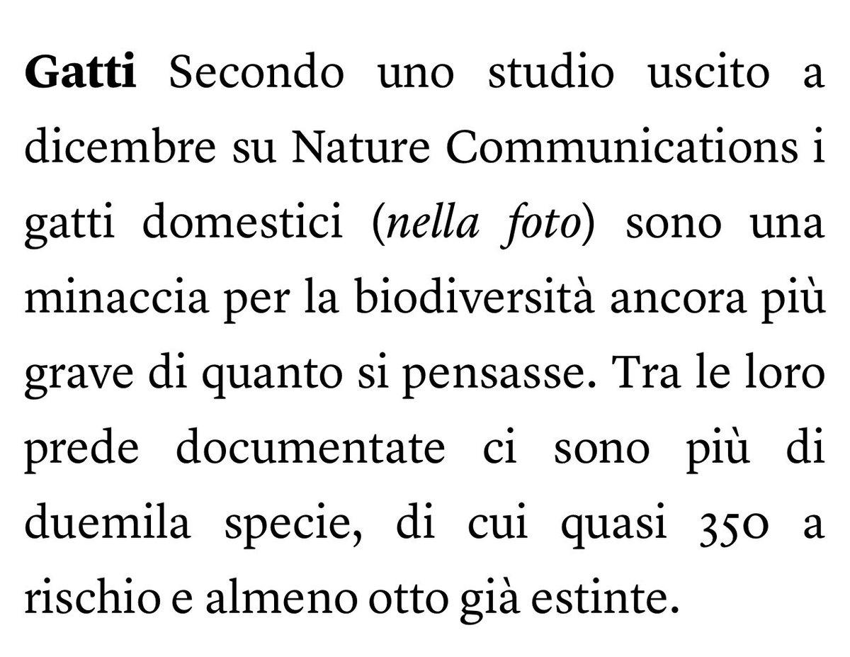 #miao  🙀 ( internazionale 1546)