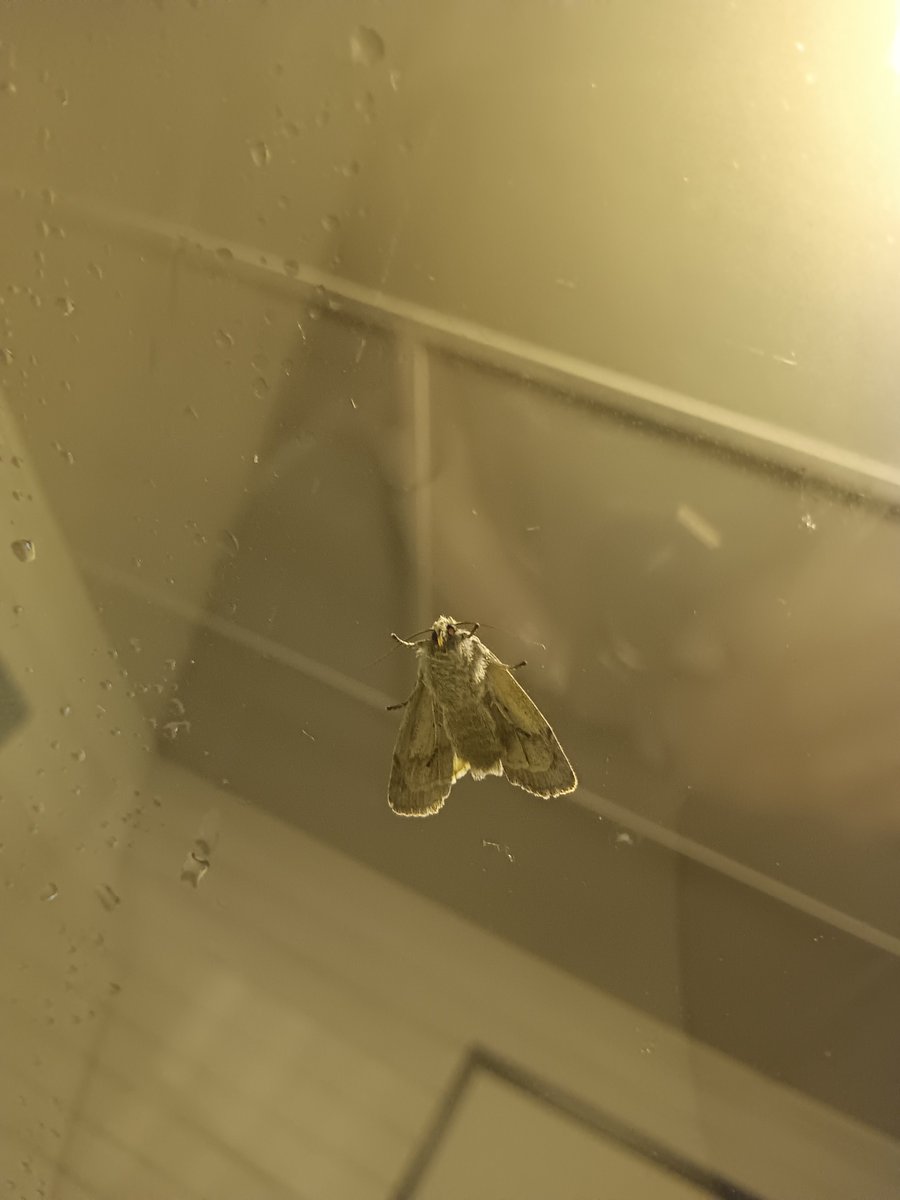 jami_mss's tweet photo. Cute little moth that went evil when the flash came on.. 

I'm sure there's a meme somewhere in these photos. https://t.co/xT5vztvQ7s