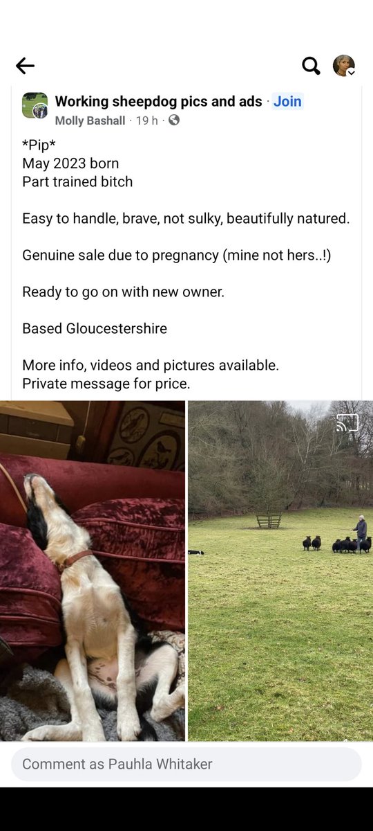 Can vouch for this really genuine little dog! Happy to pass on details.
m.facebook.com/story.php?stor…