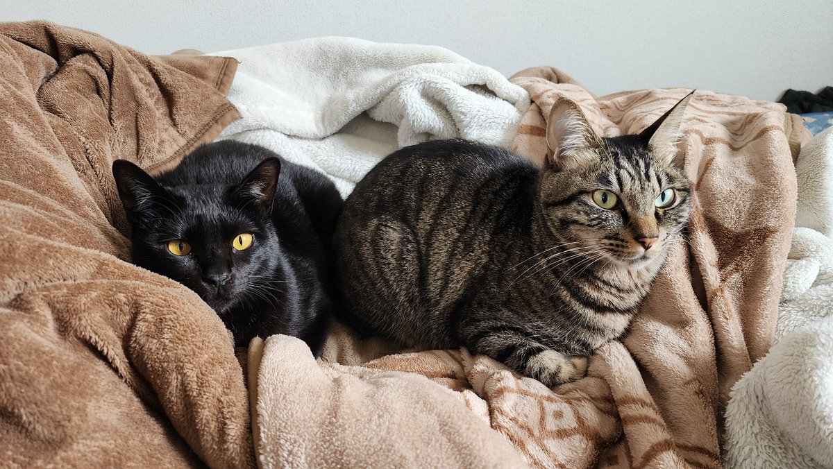 猫千代　0418 ご報告】 新しい家族が増えました！！！ その名も…黒猫の