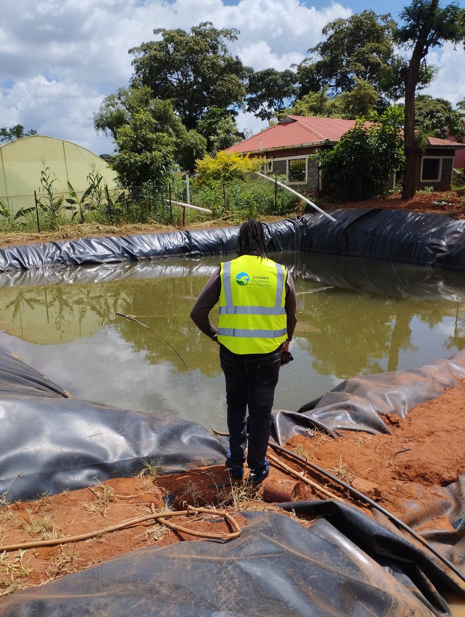 njau_robin's tweet photo. Stocking monosex tilapia fingerlings @kisumeo_organic . We are currently doing tilapia X crawfish polyculture. #Aquaculture #Crawfishfarming https://t.co/DLnt27j72L