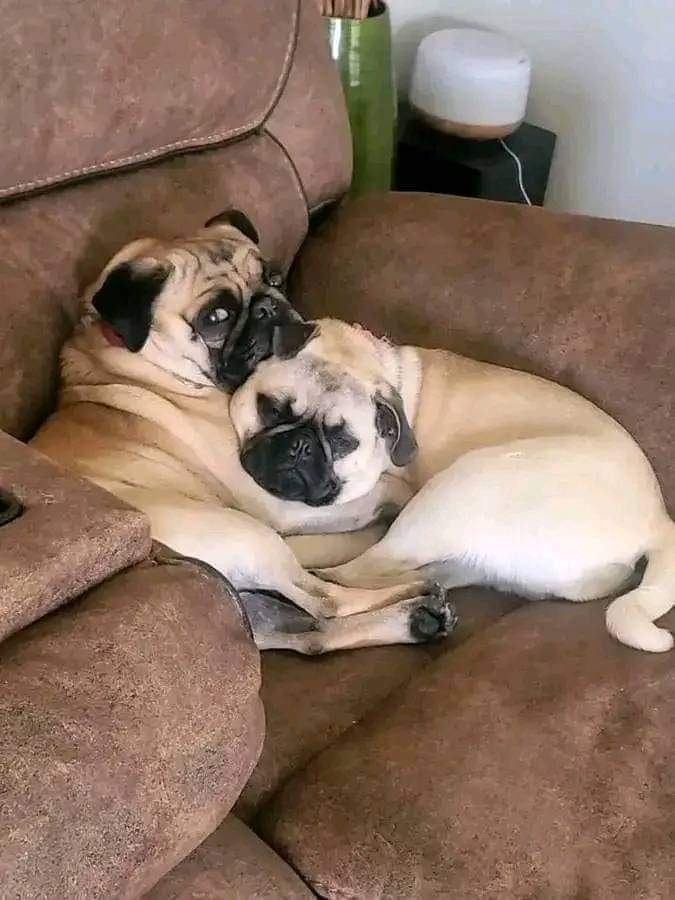 dog lovers tweet media