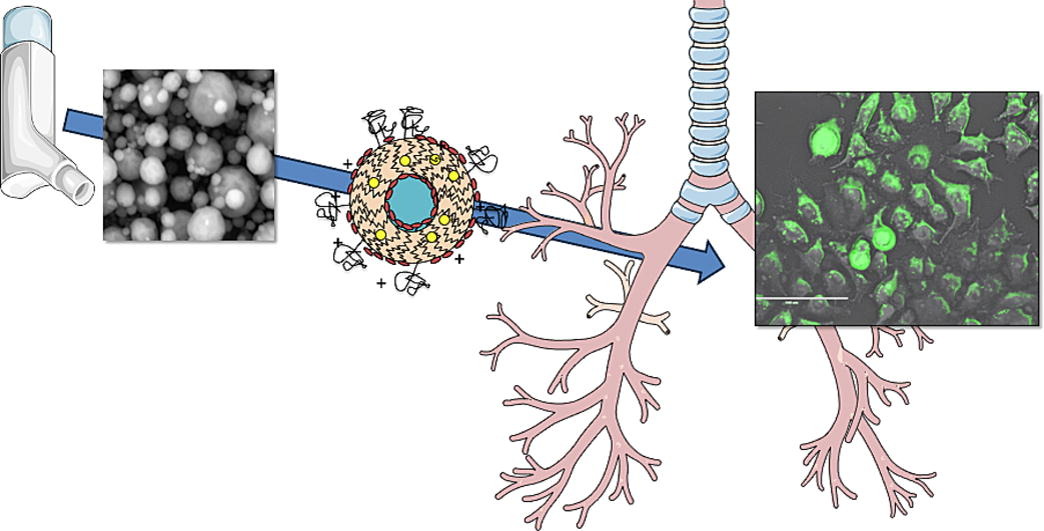 Our paper "Inhaled dry powder liposomal azithromycin for treatment of chronic lower respiratory tract infection"  is now available online. Congratulations Yahya! 
#AMR authors.elsevier.com/sd/article/S03…