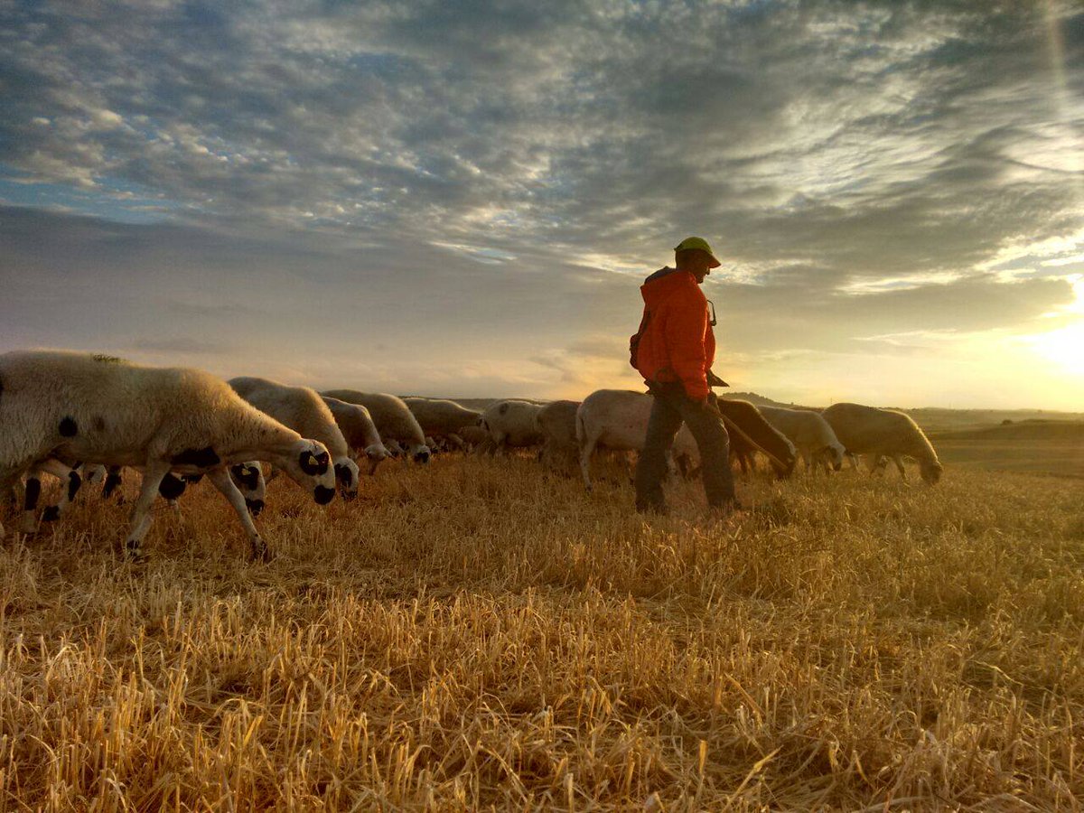 BurgosAlimenta's tweet photo. ¿Sabías que con el grupo de #Colear puedes disfrutar de productos procedentes del lechazo churro, nacidos y criados en los campos castellanos? 🐑
🛒 https://t.co/TM8D2uIlpD https://t.co/xMvizgx8wc