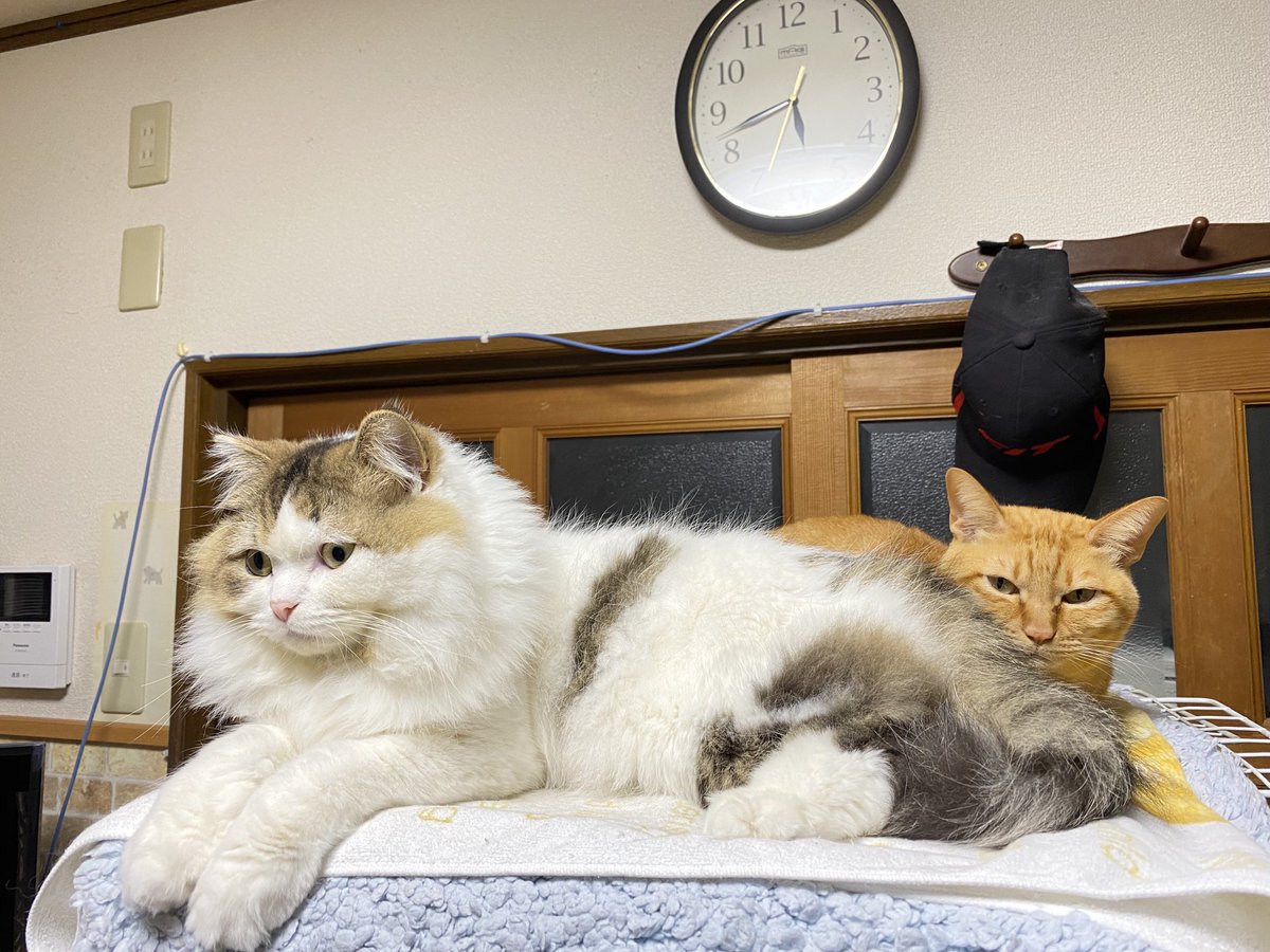 ☁️この子たちは、今日は仲良くしていましたが、でもノアちゃん🐱(白ラガ)がミーちゃん🐈‍⬛よりもちょっと態度がでかいような気がした。😂もっと仲良くしてなーーー🙇‍♂️