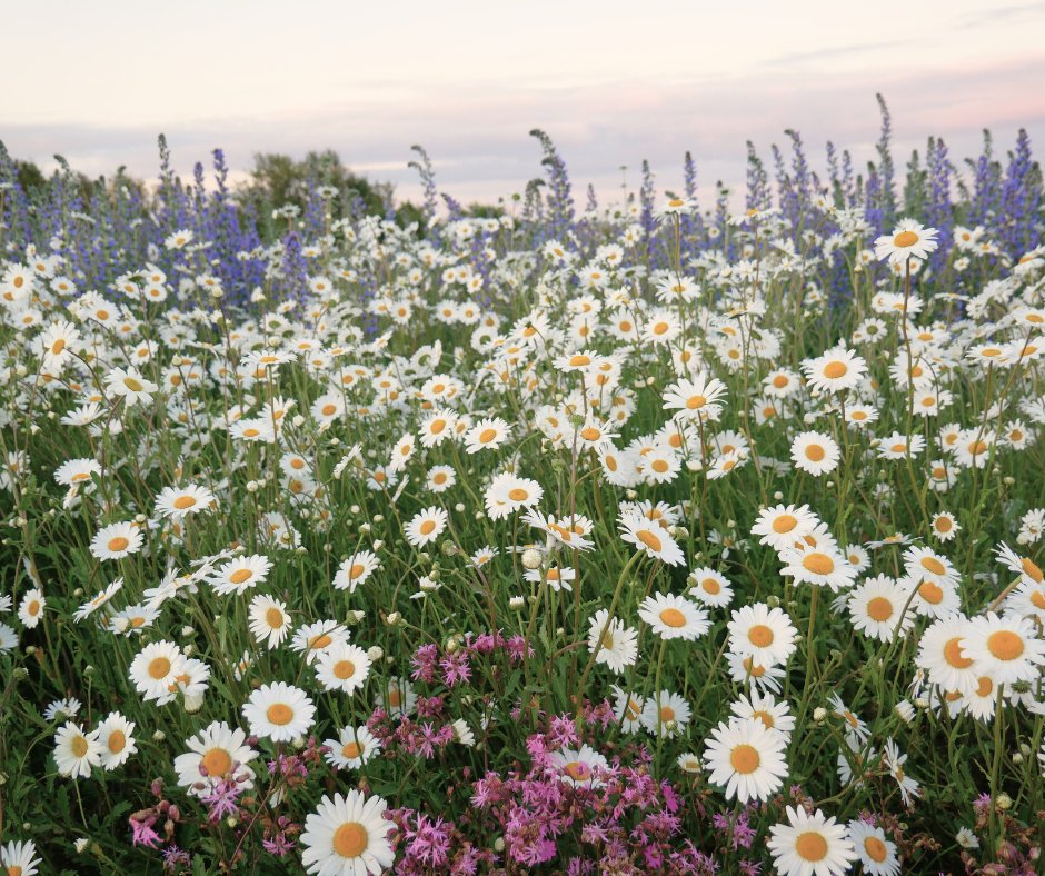 True Harvest Seeds tweet media