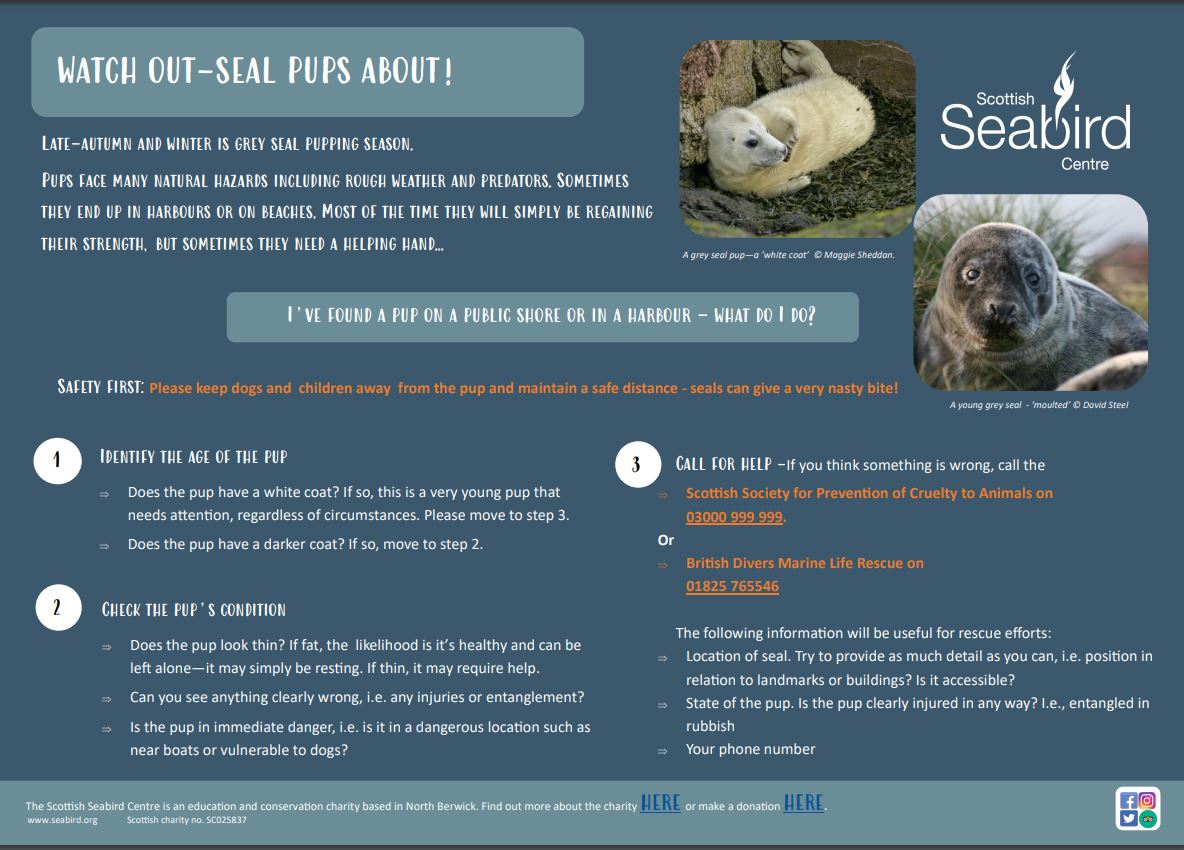 Scottish Seabird Centre tweet media