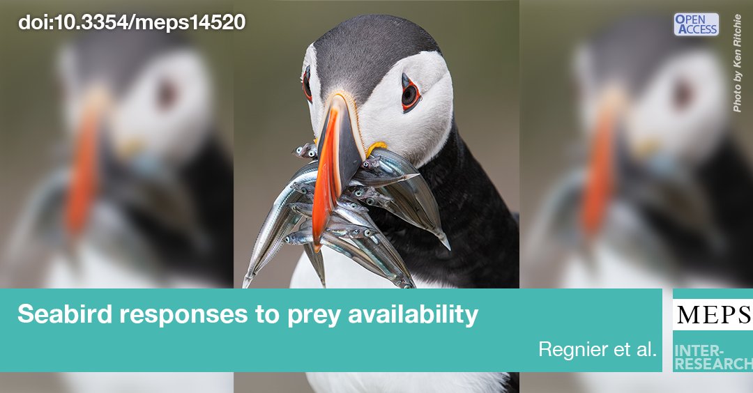 #BreedingSuccess in a #seabird community is influenced by #PreyAbundance and #PredatorPrey #synchrony. #FeatureArticle
bit.ly/meps_727_1
@UK_CEH