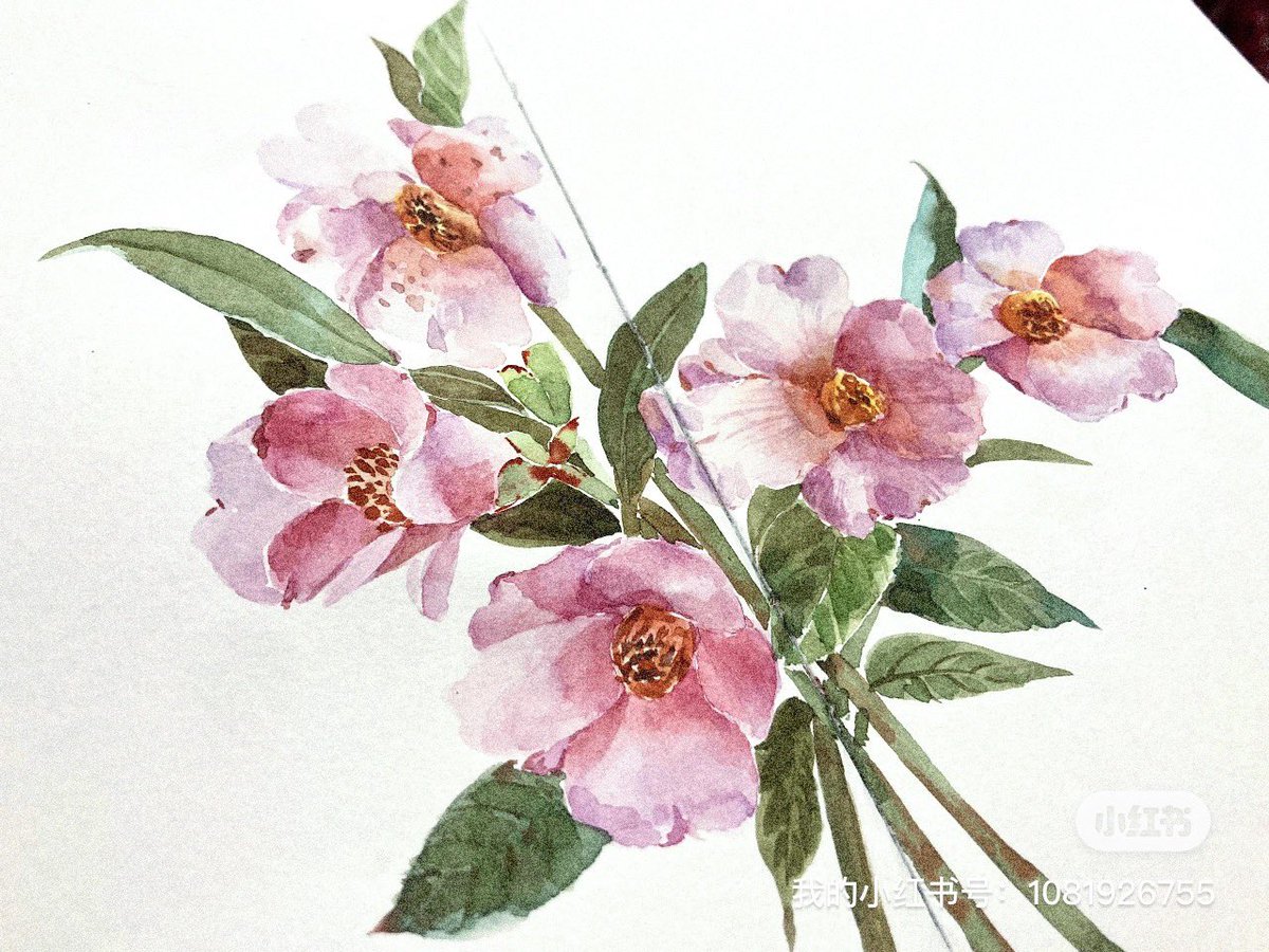 DingpingCn's tweet photo. 晚间练习粉色茶花
#透明水彩 #watercolorpainting #Watercolour #透明水彩协会 https://t.co/it77F9cZbo